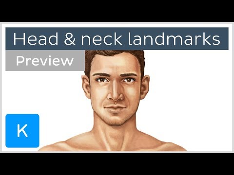 Surface anatomy landmarks of the head and neck (preview) - Human Anatomy | Kenhub