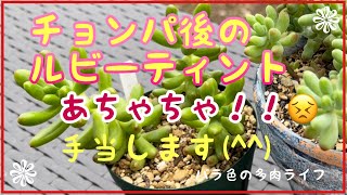 【多肉植物】【ガーデニング】【バラ】チョンパ後のルビーティント　あちゃちゃ！！😣