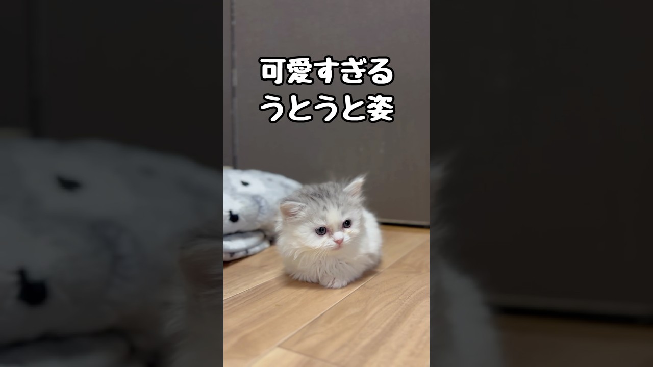 おててないないからのウトウトzzz #catshorts #cat #子ネコ #かわいい #ウトウト