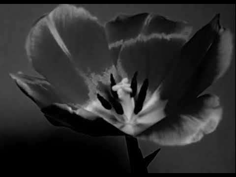 Cuffing Season - Crybaby (Visualizer)