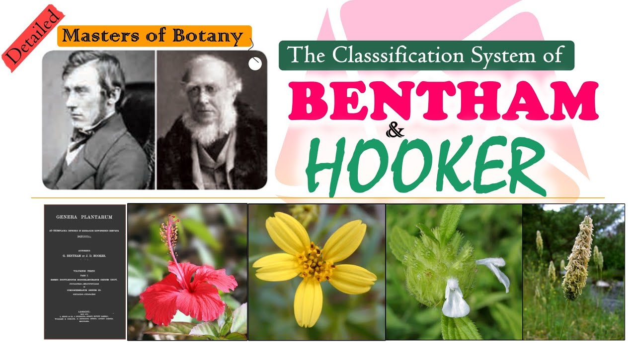 Watch video Bentham & Hooker Classification System | Genera Plantarum | Natural Classification System | Detailed Now Bentham & Hooker Classification System | Genera Plantarum | Natural Classification System | Detailed