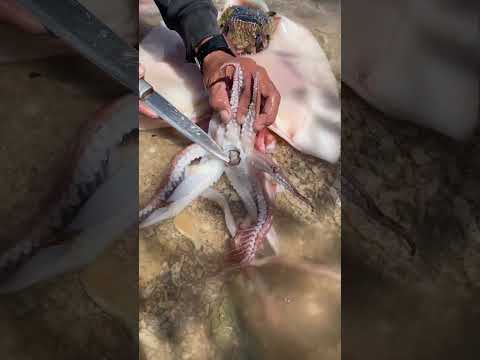 squid eating eel😱🥶  #outdoors #asmr #fishing #seaanimals #animals