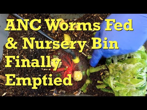 11th feeding for 144-day African nightcrawler worm bin - vermicompost