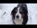 Boyero de Montaña de Berna - Bernese Mountain Dog Enjoys Snow Storm Snowstorm 