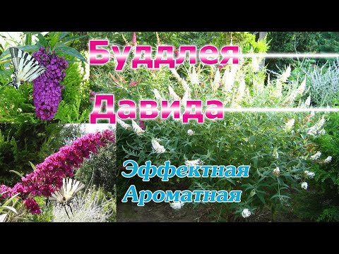 Буддлея Давида - долгоцветущий ароматный кустарник. Уход, обрезка, зимовка, вредители.
