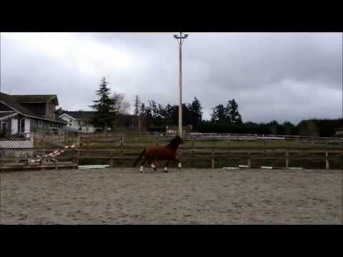 SOLD: 2008 PRE Andalusian 2nd Level Dressage horse