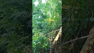 Download lagu pikat burung remetuk laut di pesisir laut mp3 Download lagu pikat burung remetuk laut di pesisir laut mp3