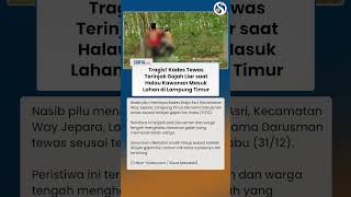 TRAGIS! Kades di Lampung Timur Tewas Terinjak Gajah Liar saat Halau Kawanan Masuk Lahan Warga