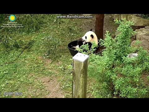 2017.05.12 BEI BEI - A TUBBY KILLER