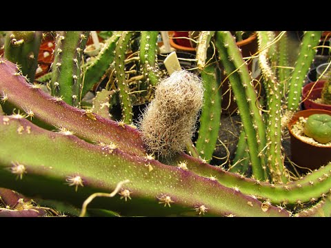 Our Selenicereus grandiflorus 'Queen of the Night' Cactus with big Hairy Buds