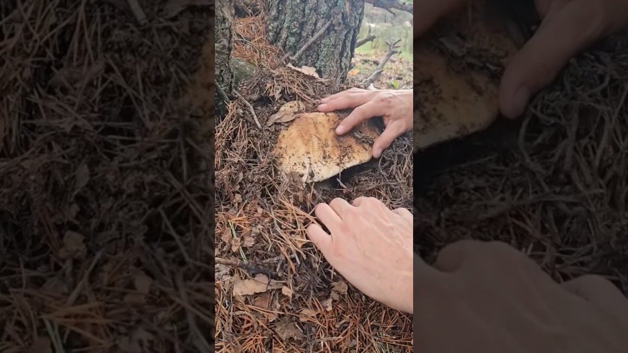 Beautiful mushrooms from Eastern Europe #funghi #porcini #boletus #grzyby #гриби