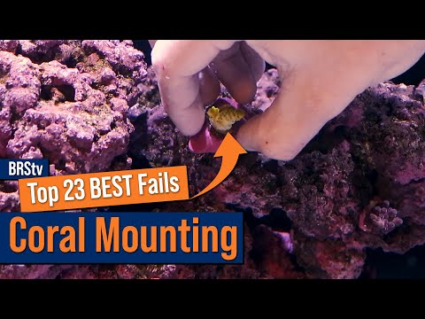 Adding New Corals To Your Reef Tank? Avoid These Mistakes At All Costs!