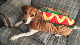 Funny videos 2018 - Funniest animals video ever