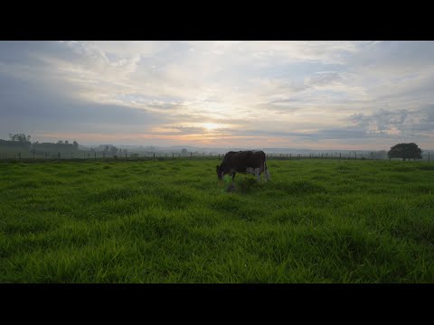 Ribeirão do Pinhal sob o olhar da lente rural - emocionante trilha sonora.