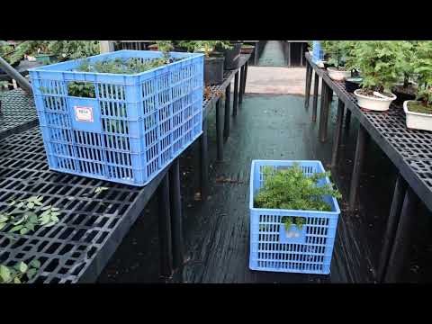 Headed to 8th U.S. National Bonsai Exhibition