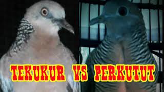 Download lagu 2019 DUET MAUT TEKUKUR VS PERKUTUT,  COCOK BUAT MASTERAN DAN PIKAT terbaru mp3