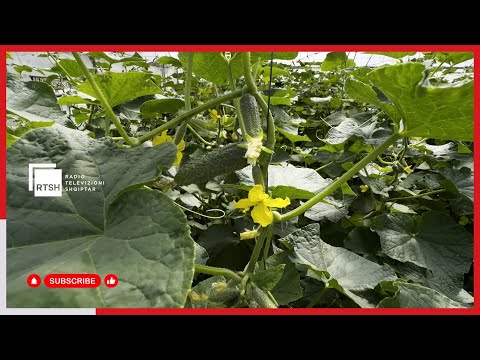 Klodian Simoni nga fshati Topojë i Fierit kultivon kastravecin Kornishon