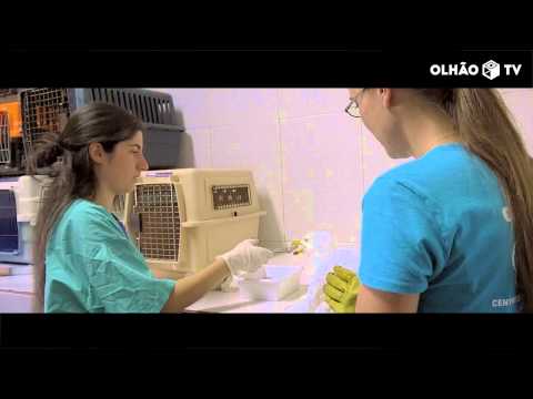 Reportagem da Olhão TV mostra Centro de Recuperação e Investigação de Animais selvagens da Ria Formosa