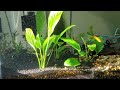 Starburst In His Element El Acuario De El Ñor Aquariums Fish Pets Platy