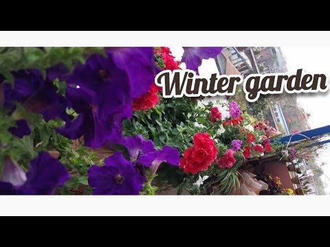 winter garden overview/my rooftop garden@ Torsha Par