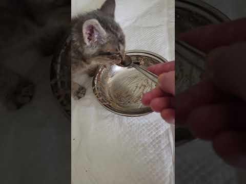 How to wean from bottle to wet kitten food w/ formula. Foster kitten, Riley, loves baby spoon