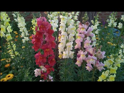 How to grow and take care of dog flowers