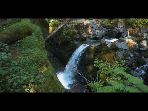 My Shepherd Will Supply My Need | Taryn Harbridge