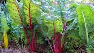 HOW TO GROW SWISS CHARD FROM SEEDS.