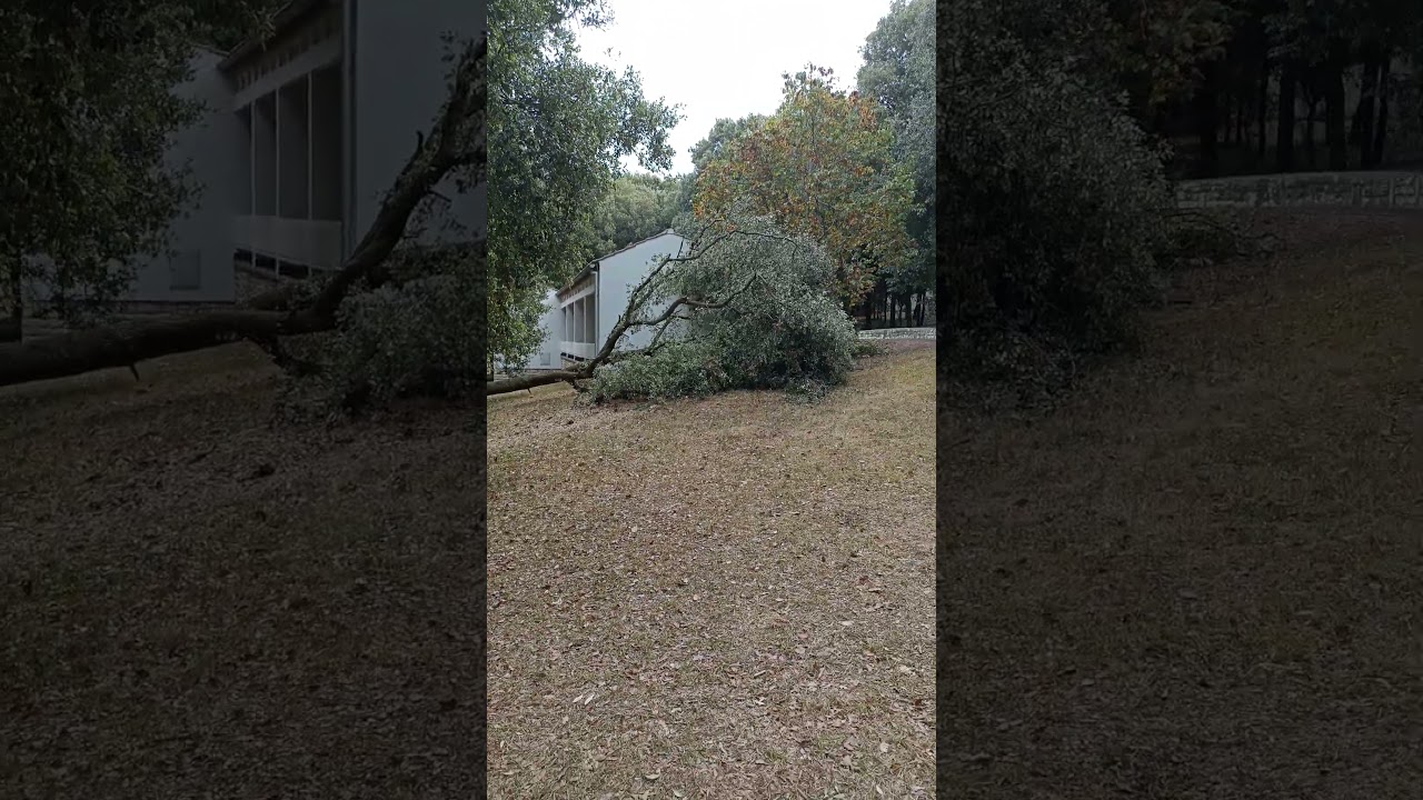 Srušeno drvo u kampu Koversada nakon nevremena u Vrsaru #shorts #koversada #tree #storm