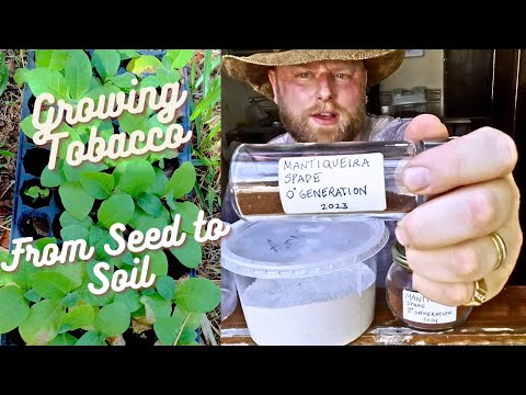 4th Video - 🍂 - From Seed to Soil - Tobacco Farming in Brazil.
