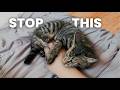 3 Simple Steps To Stop A Cat Or Kitten From Biting