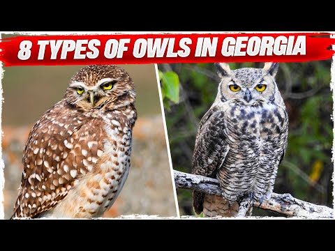 Types Of Owls In Georgia