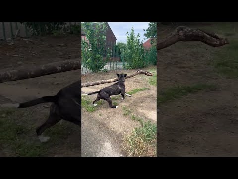 Tyson the Staffy Loves Sticks || ViralHog
