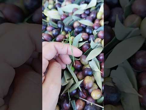 Strašilka európska (Bacillus rossius) — video o chove a starostlivosti
