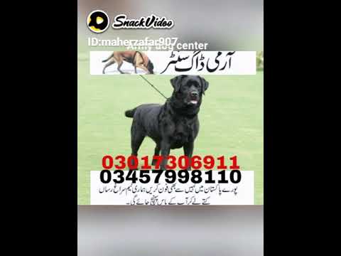 Army dog center bahawalnager(5)