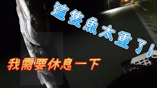 三節式海鱸竿爆釣大物 !  生平第一隻米梭! 難以掩飾的喜悅! 水管神餌竹梭咬很大力~頭都爆了! #fishing #漁光島 #竹梭 #安平北堤 #保七北堤 #竹梭釣組