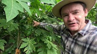 Grow Papaya as a Fruit, Vegetable, and for Salad! (AMAZING MONEY SAVER)