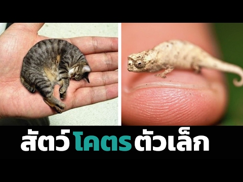 แมกนัส ธ อร์ซื้อค้อนไล่ล่า เชื้อโรคหญิงในยูเครนที่จะซื้อ