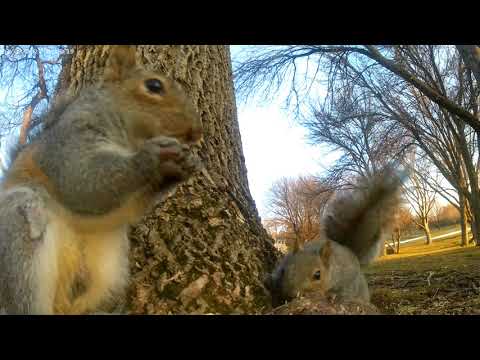 minnesota wildlife cute squirrel video 132