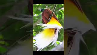 Download lagu Burung cendrawasih, burung kebanggaan dari tanah papua | animals | birds | papua mp3