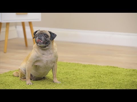 Purina Bella Dog Food | Chewy