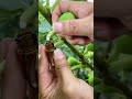Collecting Fig Liquids For Medical Use Satisfying Shot