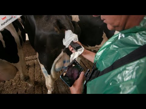 AlphaVision pistolet d'insémination avec caméra pour l'insémination des vaches et suivi post partum