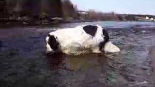 preview picture of video 'How a Newfoundland dog drinks water.'