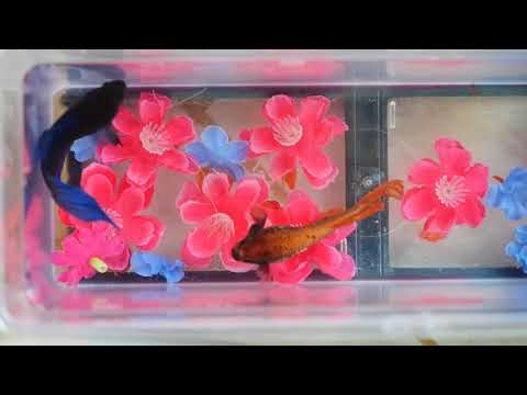 Betta Fish Battle Really Crazy and Epic
