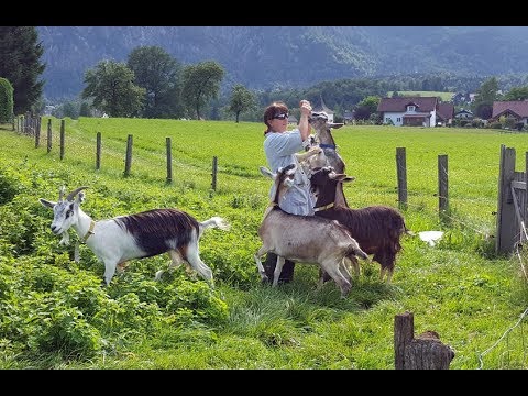 Salzdirndl.com - Der Bauernhof als Herzensangelegenheit