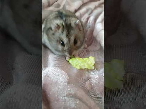 he doesn't even think once 🤣 #cute #funny #hamster