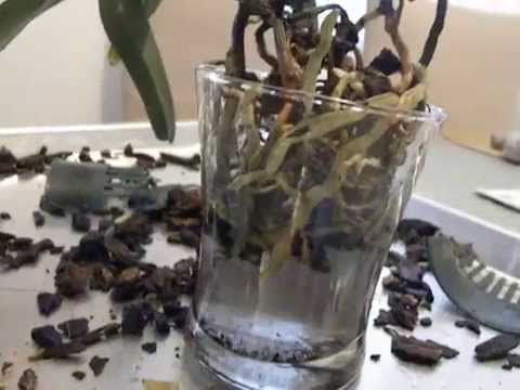 Angraecum semi water culture.