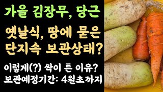 가을 무&당근???? 옛날식 땅에 뭍은 단지속 보관상태? ???? 이렇게(?) 싹이 튼 이유? ???? 보관…