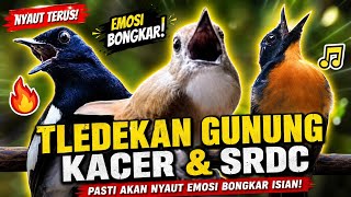Download lagu TLEDEKAN GUNUNG FULL GACOR PANCING EMOSI KACER DAN SRDC mp3 Download lagu TLEDEKAN GUNUNG FULL GACOR PANCING EMOSI KACER DAN SRDC mp3